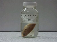 藏品(橫帶鸚哥魚)的圖片